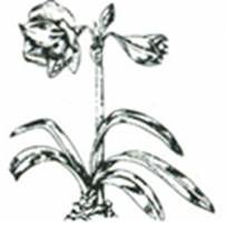 Amaryllis - ridderstjerne - Hippeastrum hybridum