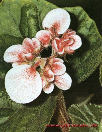 Credners begonie - Credners skævblad - Begonia x credneri