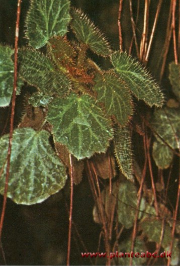 Jødeskæg - Saxifraga sarmentosa