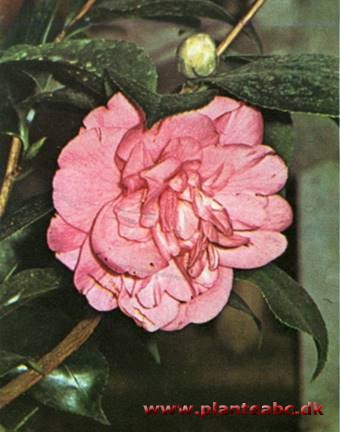 Kamelia - Camellia japonica