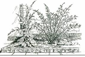 Koralbusk - Erythrina crista-galli