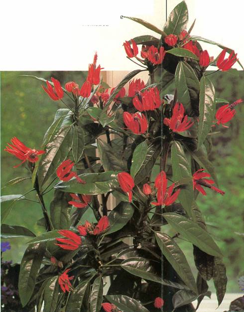 Pavonia - Pauonia multiflora