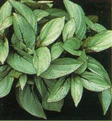 Perleblad - Sonerila margaritacea