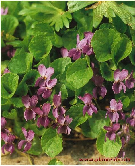 Viol i potte viola planteabc.dk Stue viol