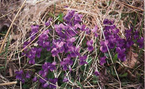 Viol i potte viola planteabc.dk Stue viol