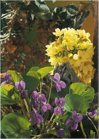 Viol i potte viola planteabc.dk Stue viol