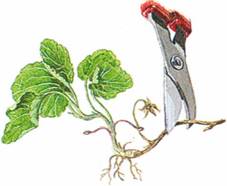 Viol i potte viola planteabc.dk Stue viol