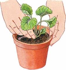 Viol i potte viola planteabc.dk Stue viol