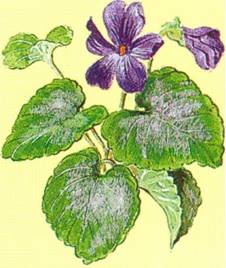 Viol i potte viola planteabc.dk Stue viol