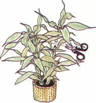 Køllelilje - Cordyline fruticosa