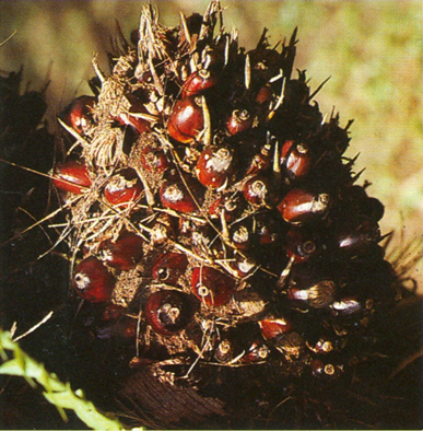 Oliepalme - Elaeis guineensis