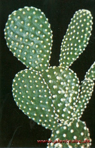 Hvidtornet guldfigenkaktus - Opuntia mierodasys var. albispina