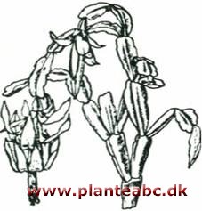 Julekaktus - Zygocactus truncatus