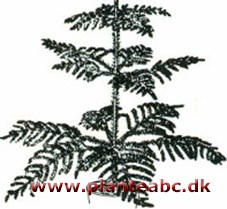 Stuegran - araukarie - Norfolk-gran - etagetræ