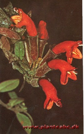 Aeschynanthus - Aeschynanthus lobbianus