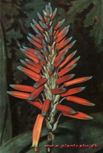 Aloe - Aloe hybrida