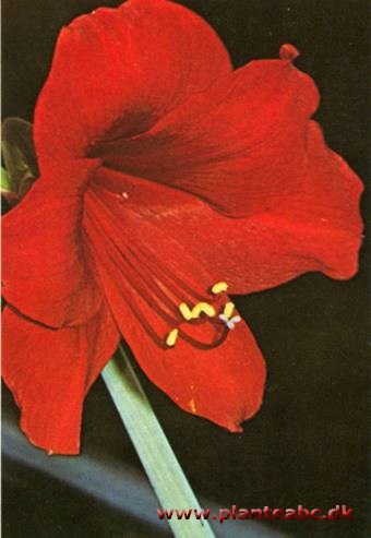 Amaryllis - ridderstjerne - Hippeastrum hybridum