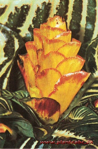 Aphelandra - Aphelandra squarrosa