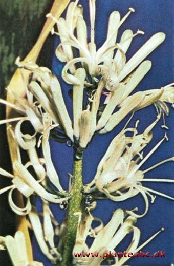 Bajonetplante - Sanseviera trifasciata