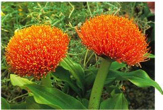 Barberkost - Malerkost - Haemanthus