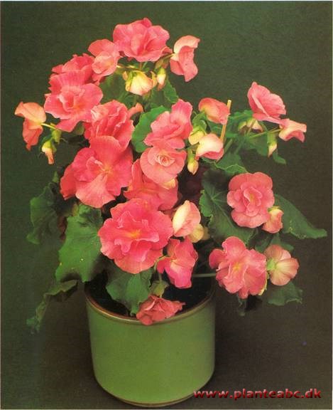 Begonia - Begonia elatior-hybrider