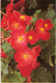 Begonia - Begonia elatior-hybrider