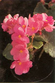 Begonia - Begonia elatior-hybrider