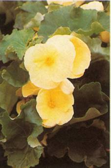 Begonia - Begonia elatior-hybrider