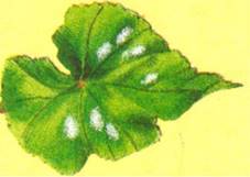 Begonia - Begonia elatior-hybrider