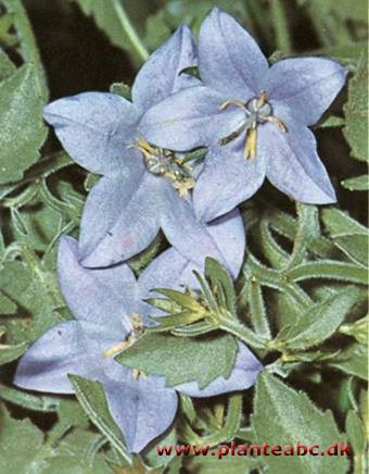Bethlehemsstjerne - Campanula isophylla
