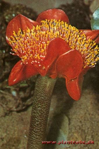 Blodblomst - Haemanthus coccineus