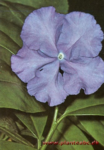 Brunfelsia - Brunfelsia calycina