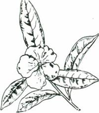 Brunfelsia - Brunfelsia calycina