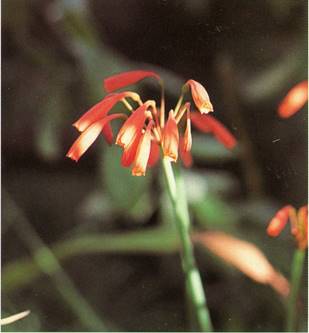 Buelilje - Cyrthanthus paruiflorus
