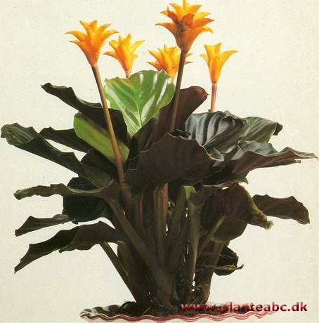 Calathea - Inkakrone - Calathea crocata