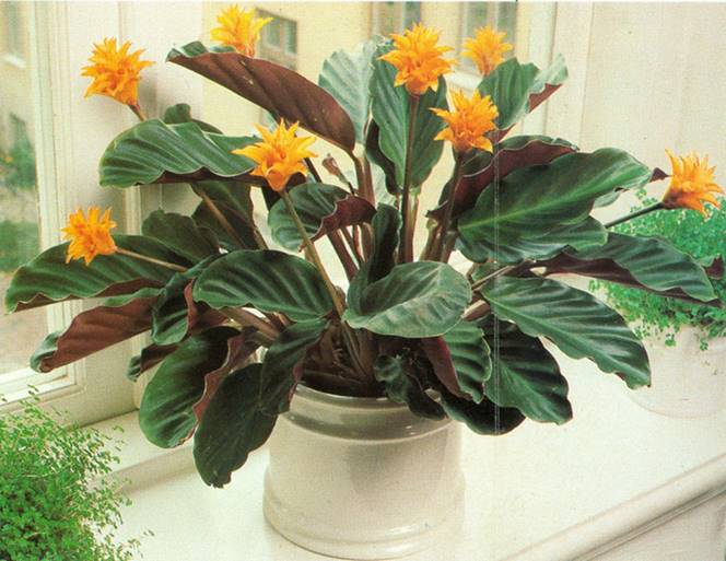 Calathea - Inkakrone - Calathea crocata