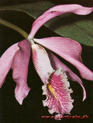 Cattleya - Cattleya maxima var. marchettiana