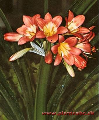 Clivia - Clivia miniata