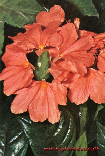 Crossandra - Crossandra infundibuliformis