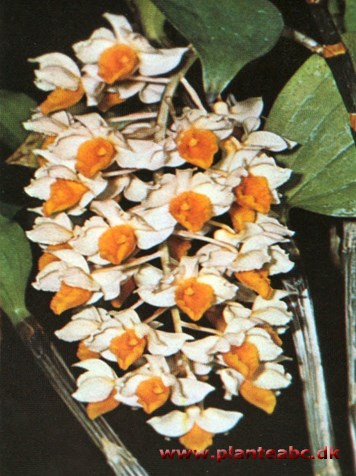 Dendrobium - Dendrobium thyrsiflorum