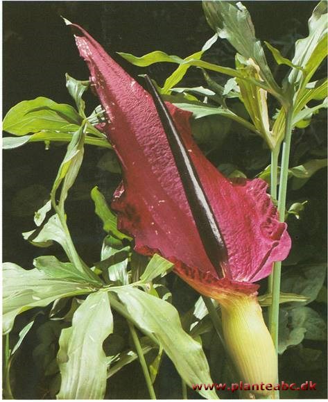 Dragerod - Dracunculus vulgaris