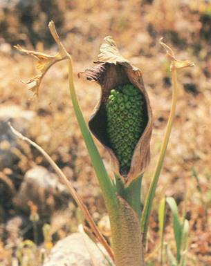 Dragerod - Dracunculus vulgaris