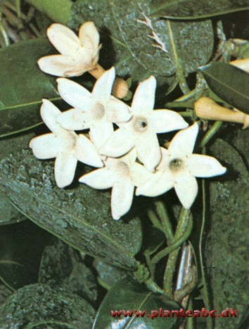 Duftranke - Stephanotis floribunda