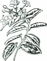 Duftranke - Stephanotis floribunda