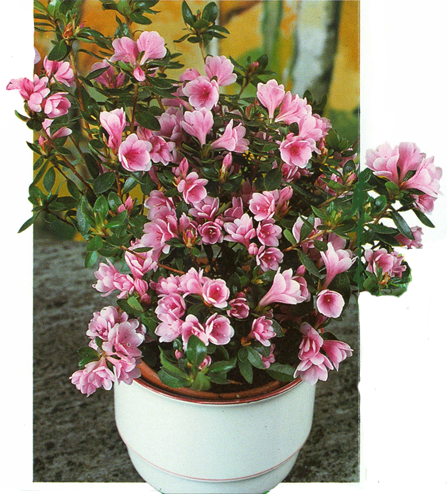 Dværgazalea - Rhododendron obtusum