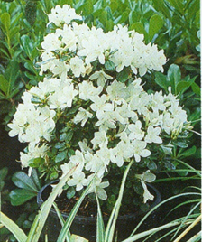 Dværgazalea - Rhododendron obtusum