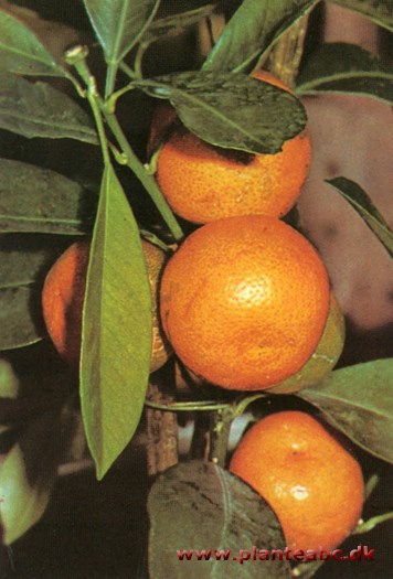 Dværgorange - Otaheite-orange - Citrus x taitensis