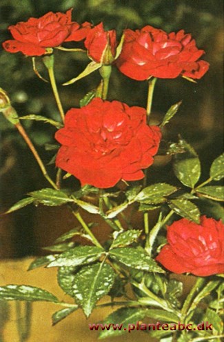 Dværgrose - Rosa chinensis