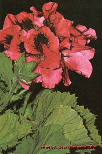 Engelsk pelargonie - storblomstret pelargonie - Pelargonium