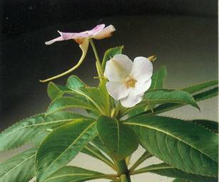 Flittig Lise - Impatiens walleriana